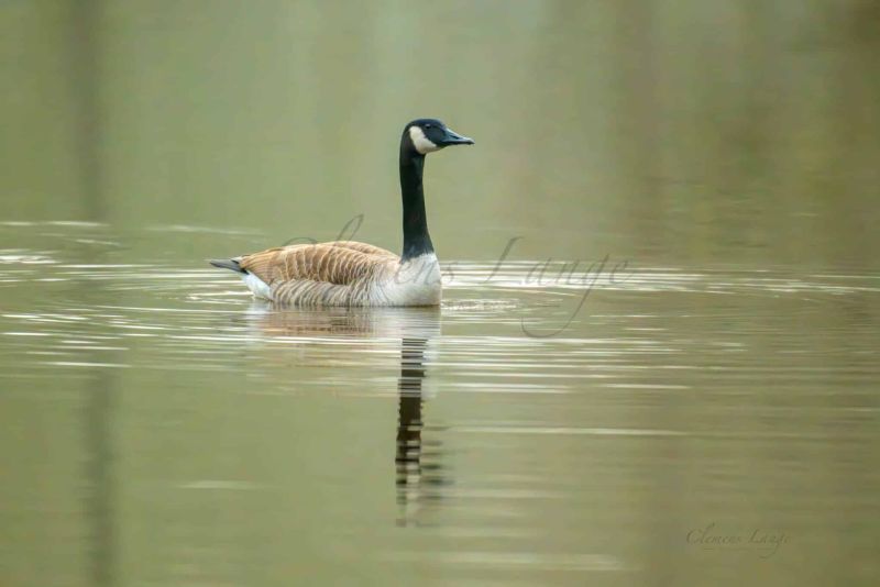 Vögel 0207045
