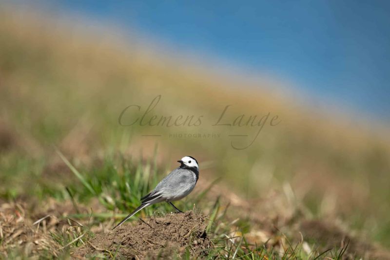 Vögel 0207039