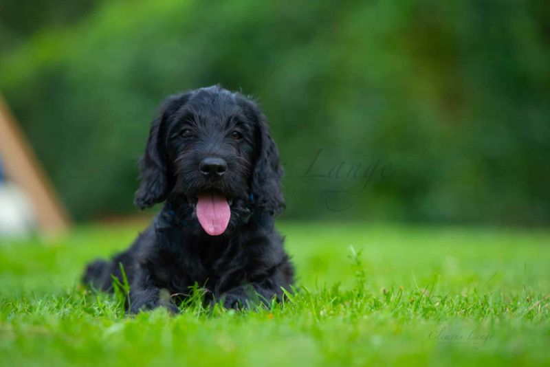 Tiere 0206006